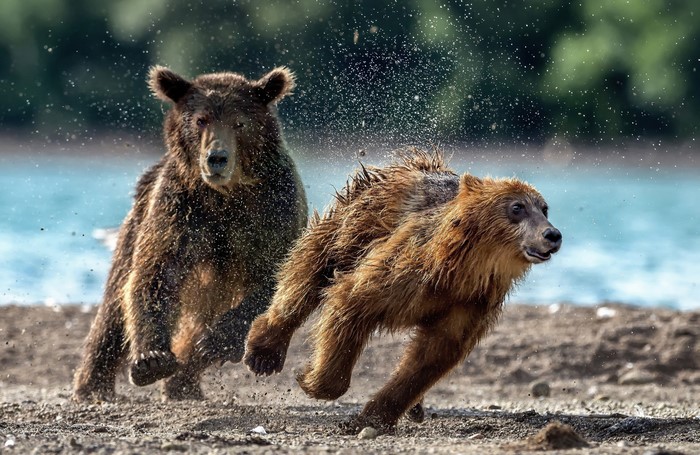 Two brown bears running on a beach with water splashing