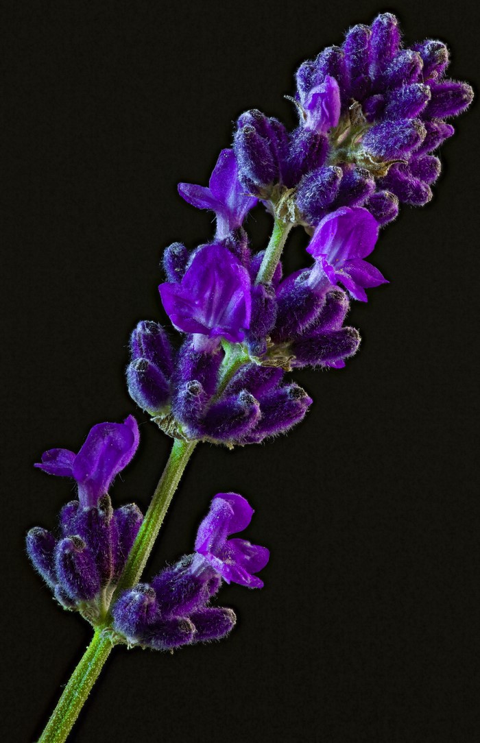 Lavender flower on a black background