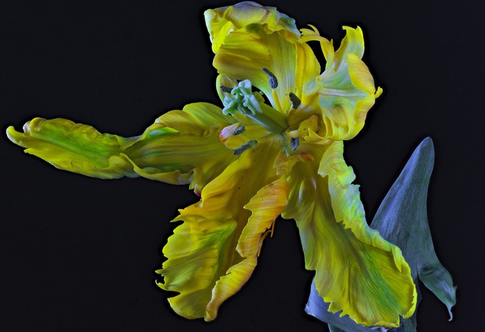 Yellow Parrot Tulip Flower Close-up