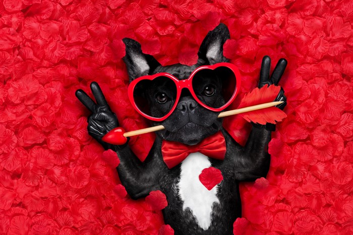 French Bulldog with Heart Glasses and Cupid Arrow