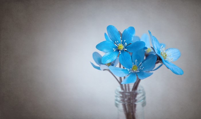 Blue Hepatica flowers in a glass vase
