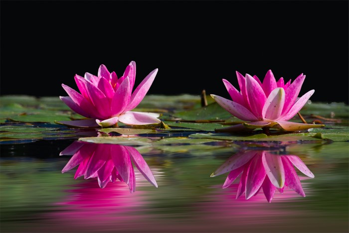 Two pink water lilies reflected in water