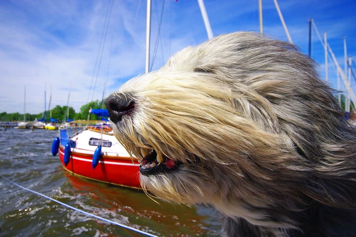 Dog with snout in the wind near sailboats