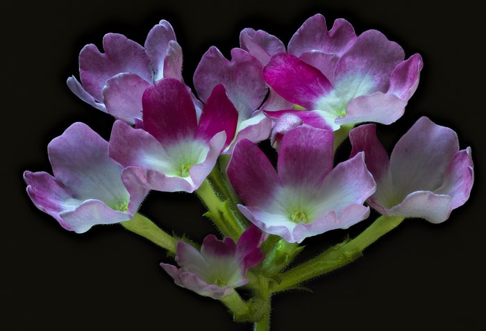 Verbena flowers with pink and white petals on black background