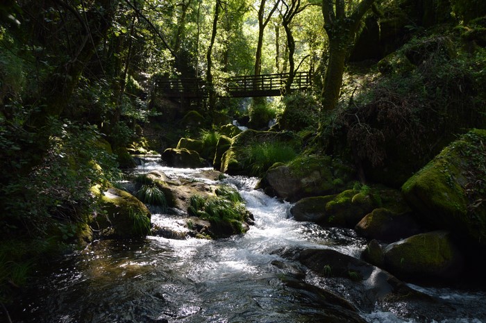 Mossy Stones and Stream in Forest with Bridge