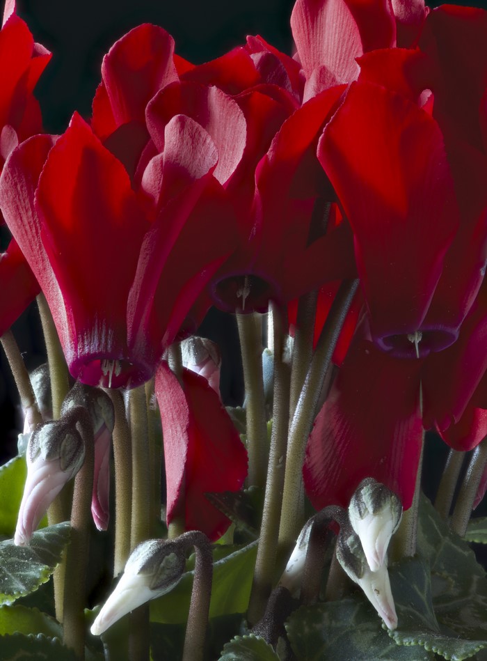 Close-up of red cyclamen flowers and buds