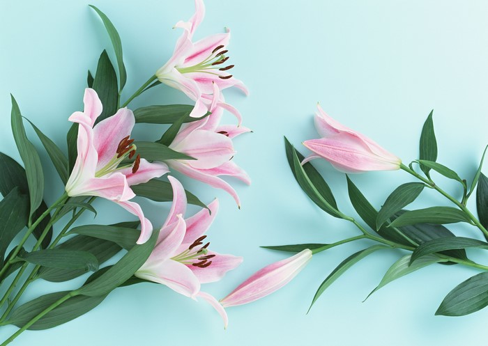 Pink lilies with green leaves on a blue background