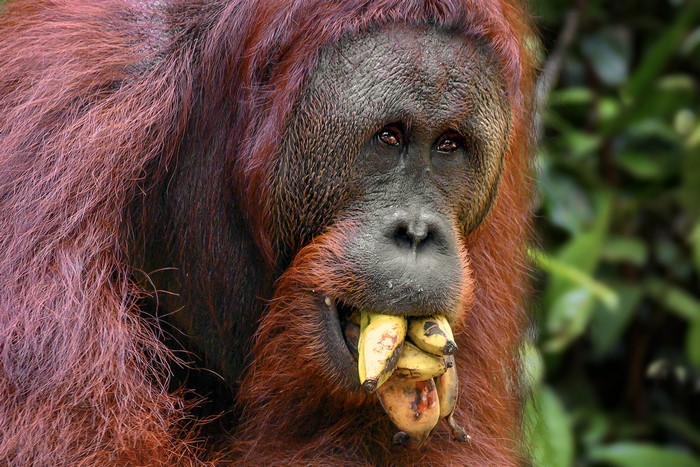Orangutan eating bananas in a forest