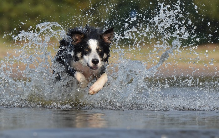 Border Collie running through water splash