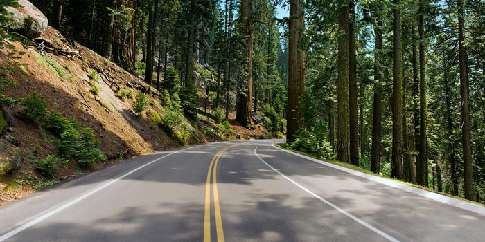 Road through a forest with tall trees