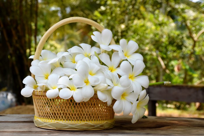 White Plumeria Flowers in Wicker Basket