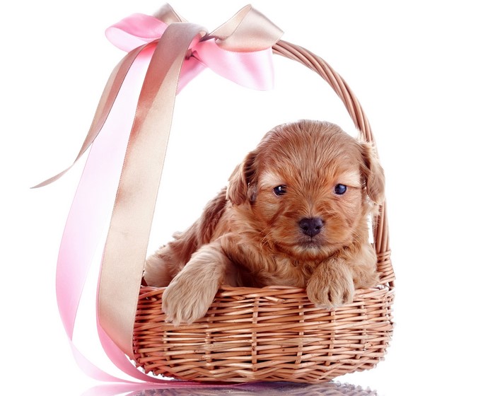 Puppy in a wicker basket with a pink and gold bow