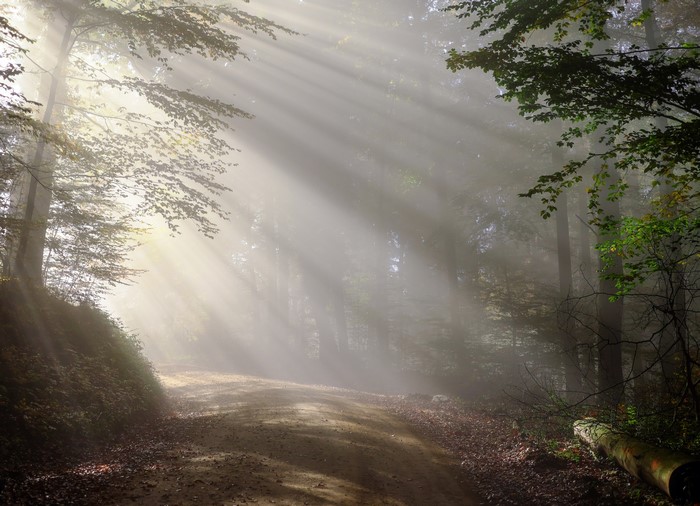 4K Morning Foggy Forest Road with Sun Rays