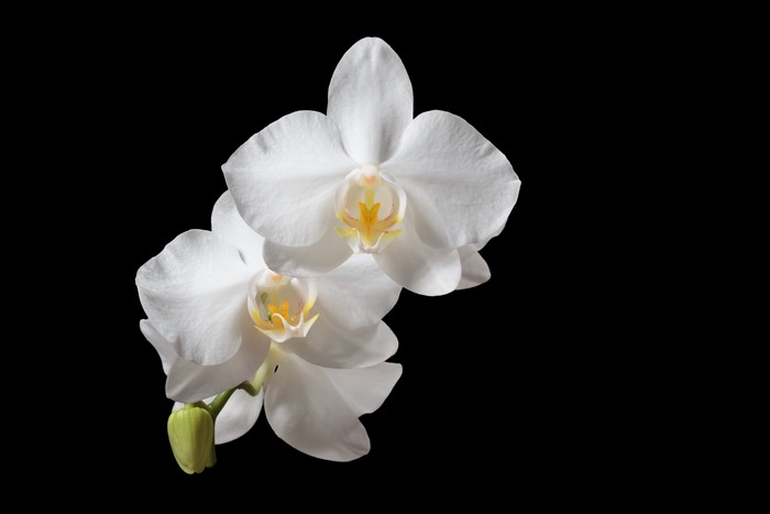White Orchid Flowers on Black Background
