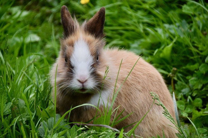 Dwarf Rabbit in Green Grass