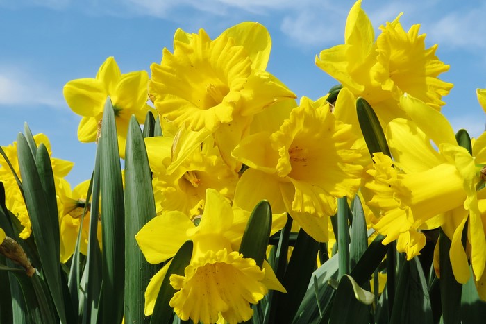 Yellow Daffodils in Bloom
