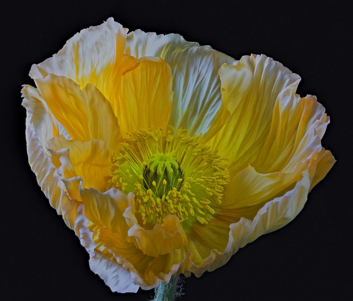 Yellow Poppy Closeup on Black Background