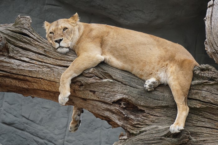 Lioness lying on a tree branch
