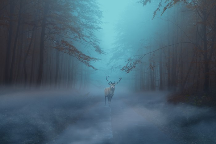 Deer in a foggy forest