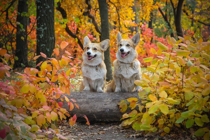 Two Welsh Corgis in Autumn Foliage