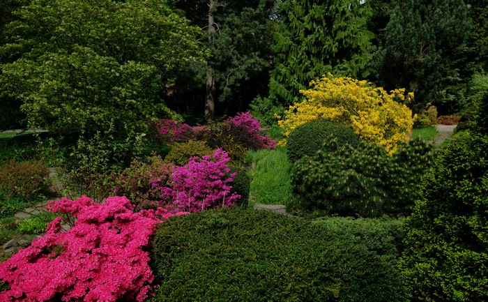 Botanischer Garten Solingen Germany Rhododendron Shrubs