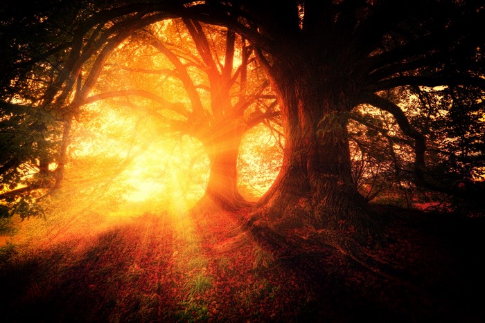 Sunbeams through ancient trees in a forest