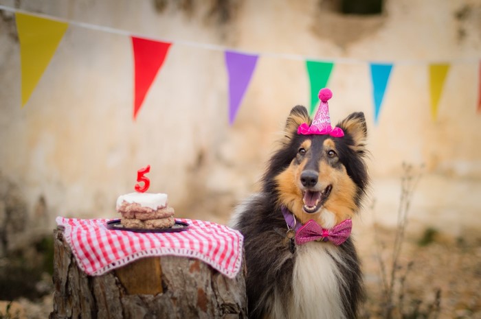Collie dog celebrating 5th birthday with cake and party hat