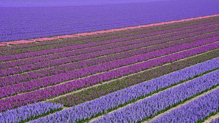 Hyacinth Fields in Lisse, Netherlands
