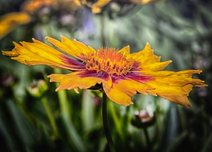 Yellow and Red Gaillardia Flower