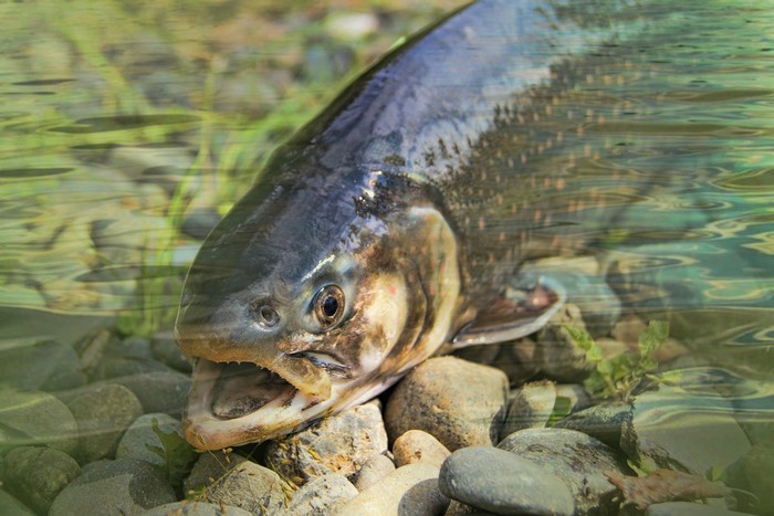 4K Trout on Stones