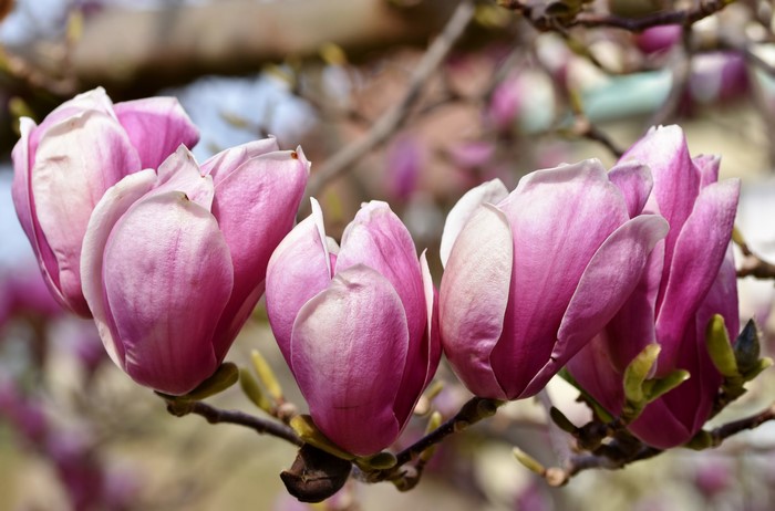 Pink Magnolia Flowers on Branches