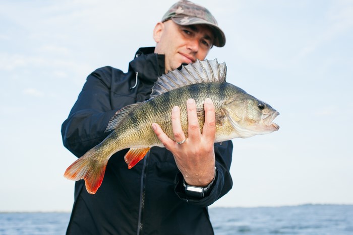 Man holding a perch fish