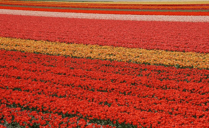 Rows of Red and Orange Tulips in Lisse, Netherlands