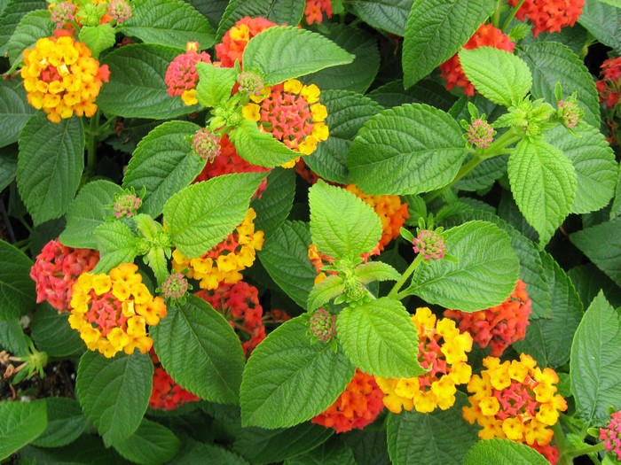 Close-up of colorful Lantana flowers and green foliage