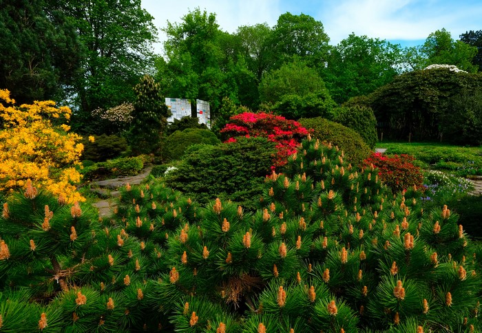 Botanischer Garten Solingen, Germany: Colorful Garden with Pine Trees
