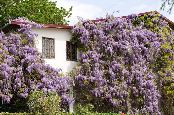House covered in blooming wisteria flowers