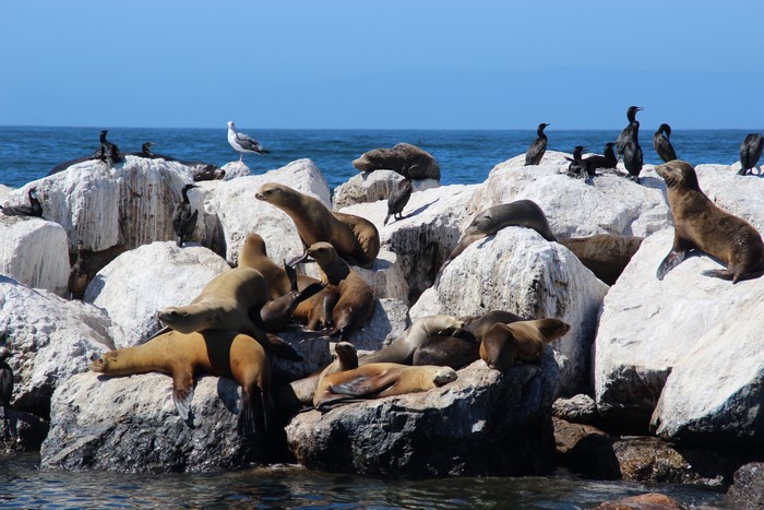 Sea lions and birds on rocks by the sea