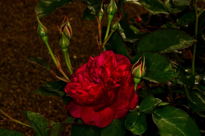 Red Rose with Buds