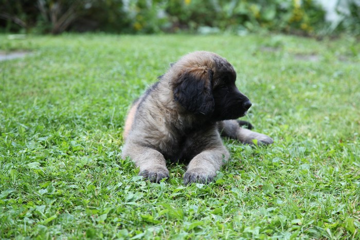 Leonberger puppy lying on grass