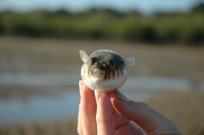 Pufferfish held in hand