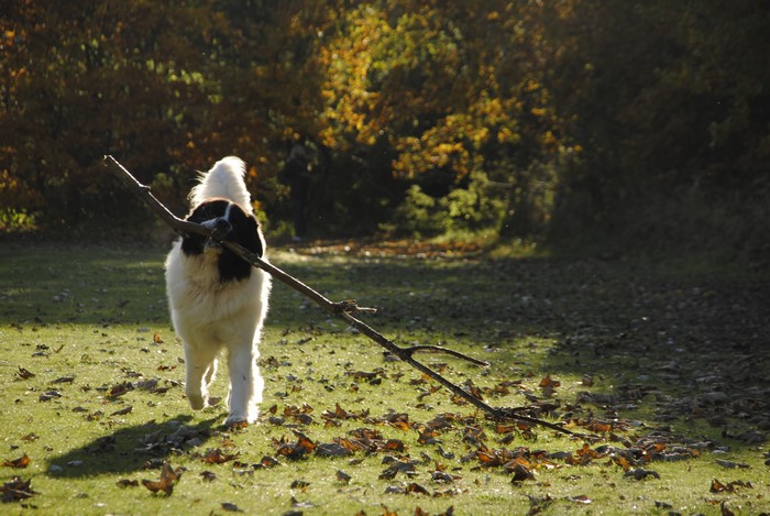 4K Landseer dog with stick in autumn park