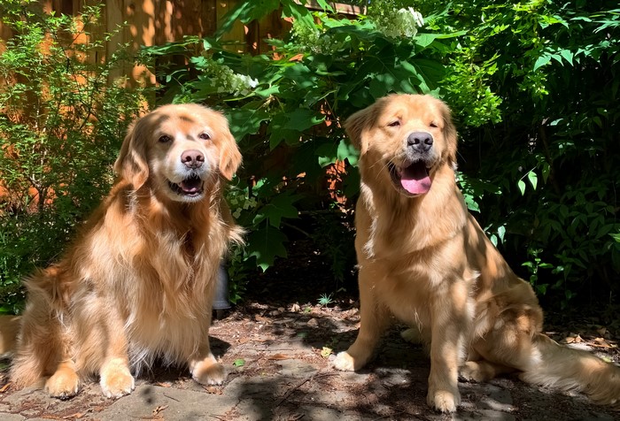 Two Golden Retrievers sitting in a garden