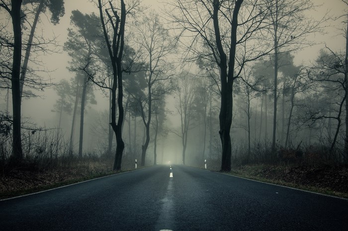 Road through a foggy forest with bare trees
