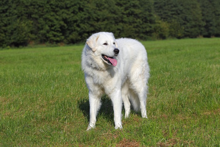 Kuvasz Dog Standing on Green Grass 4K