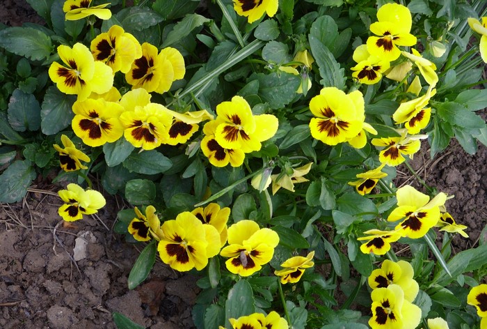 Yellow pansies with dark centers in soil