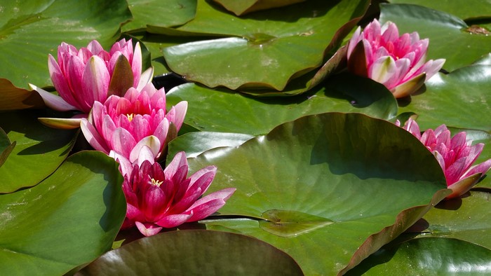 Pink water lilies on green lily pads