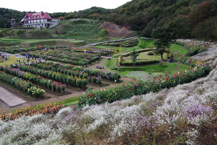 Akita International Dahlia Garden in Japan