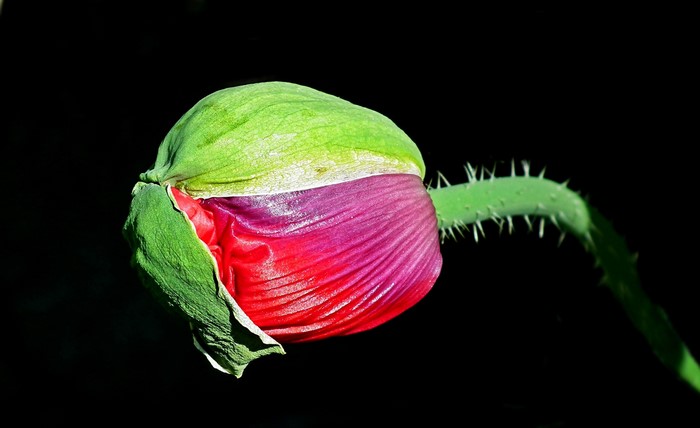 Poppy flower bud with green sepals and red petals