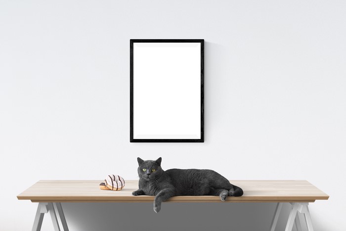 Gray Cat and Donut on Table with Picture Frame