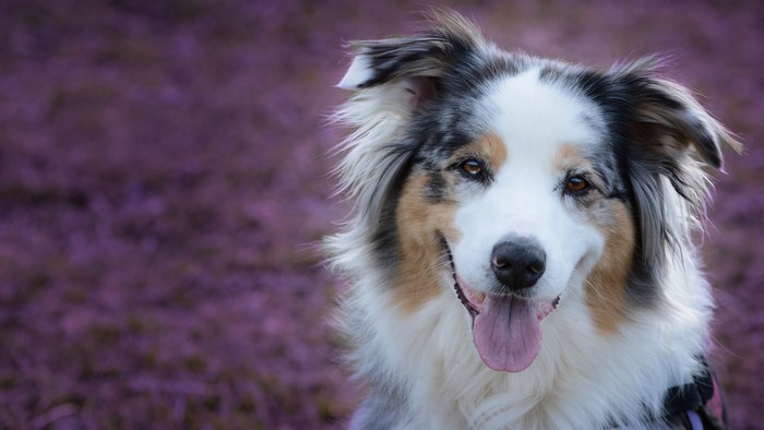Australian Shepherd Dog with Tongue Out